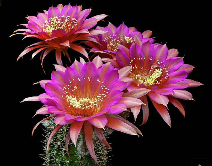 快来看：肉类植物：仙人球的花！喜欢的可下載！