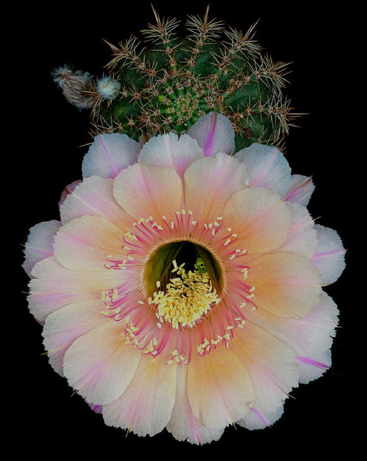 快来看：肉类植物：仙人球的花！喜欢的可下載！