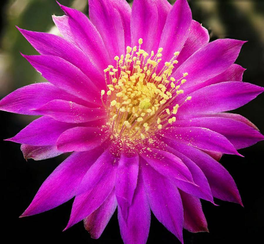 快来看：肉类植物：仙人球的花！喜欢的可下載！