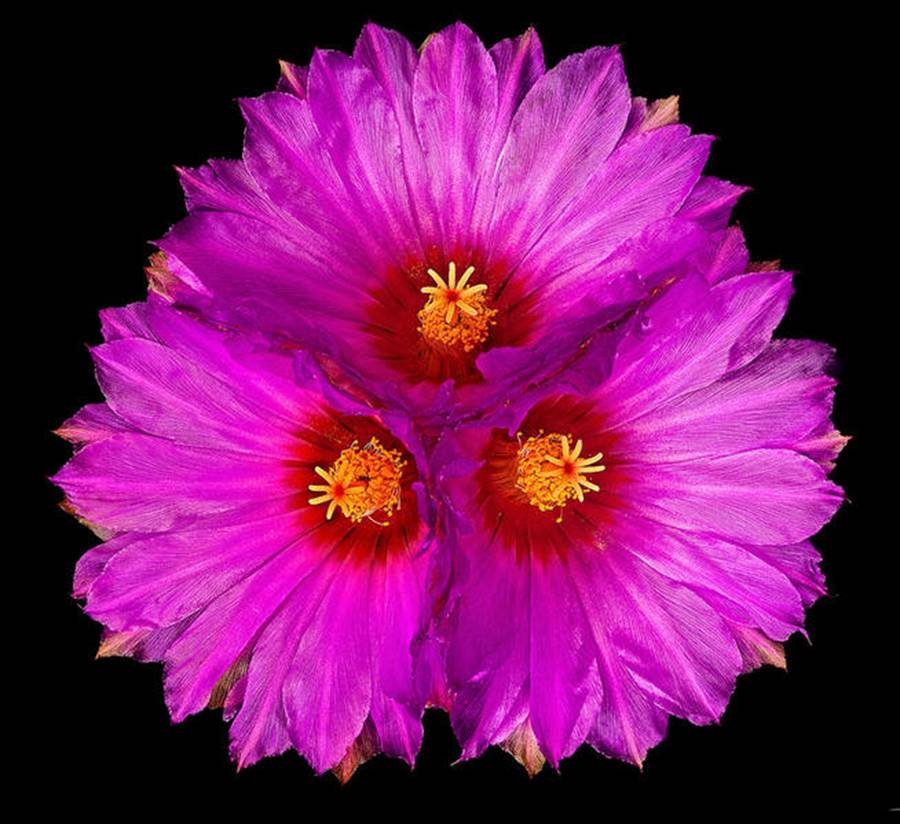 快来看：肉类植物：仙人球的花！喜欢的可下載！