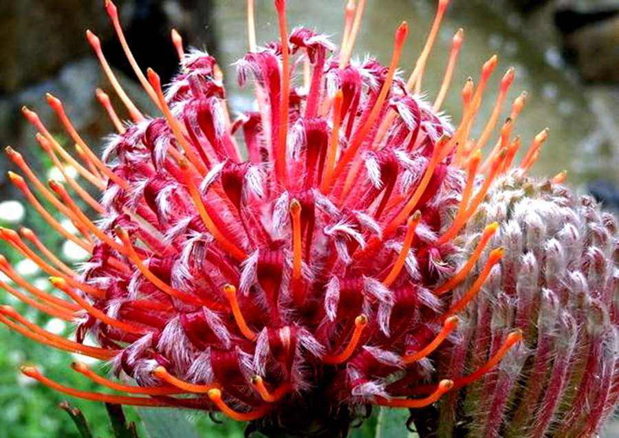 快来看：肉类植物：仙人球的花！喜欢的可下載！