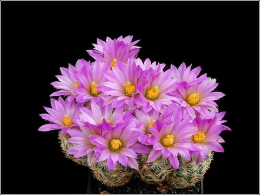 快来看：肉类植物：仙人球的花！喜欢的可下載！