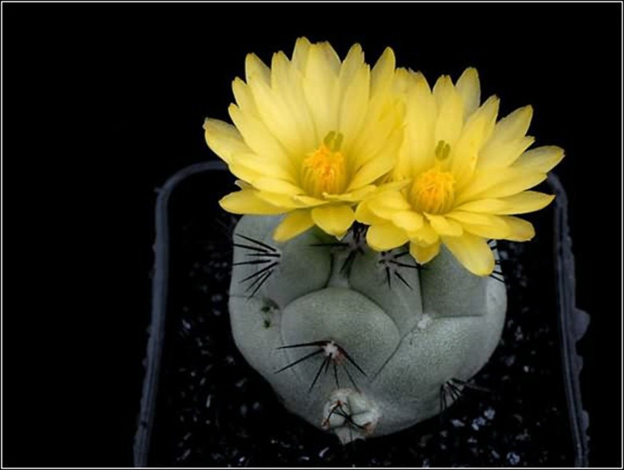 快来看：肉类植物：仙人球的花！喜欢的可下載！