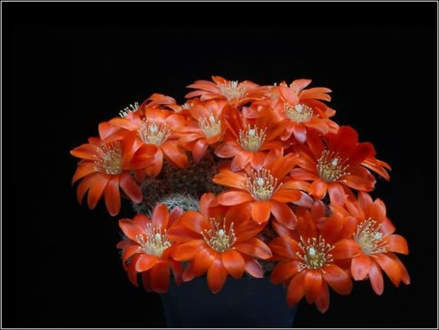 快来看：肉类植物：仙人球的花！喜欢的可下載！