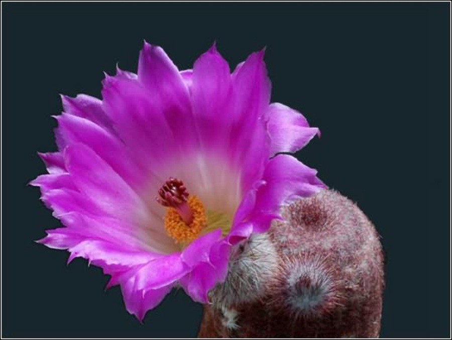 快来看：肉类植物：仙人球的花！喜欢的可下載！