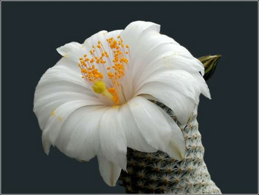 快来看：肉类植物：仙人球的花！喜欢的可下載！