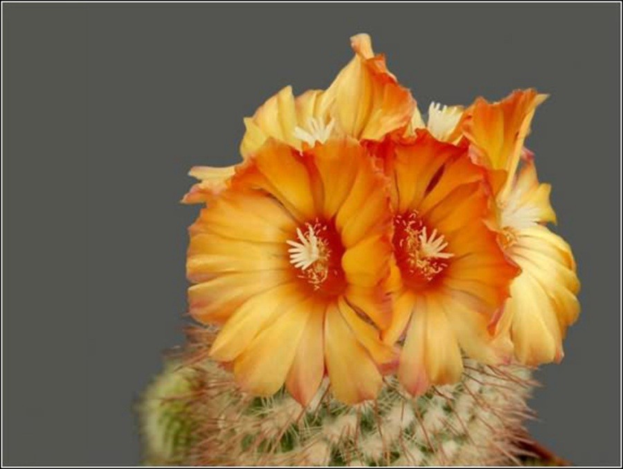 快来看：肉类植物：仙人球的花！喜欢的可下載！