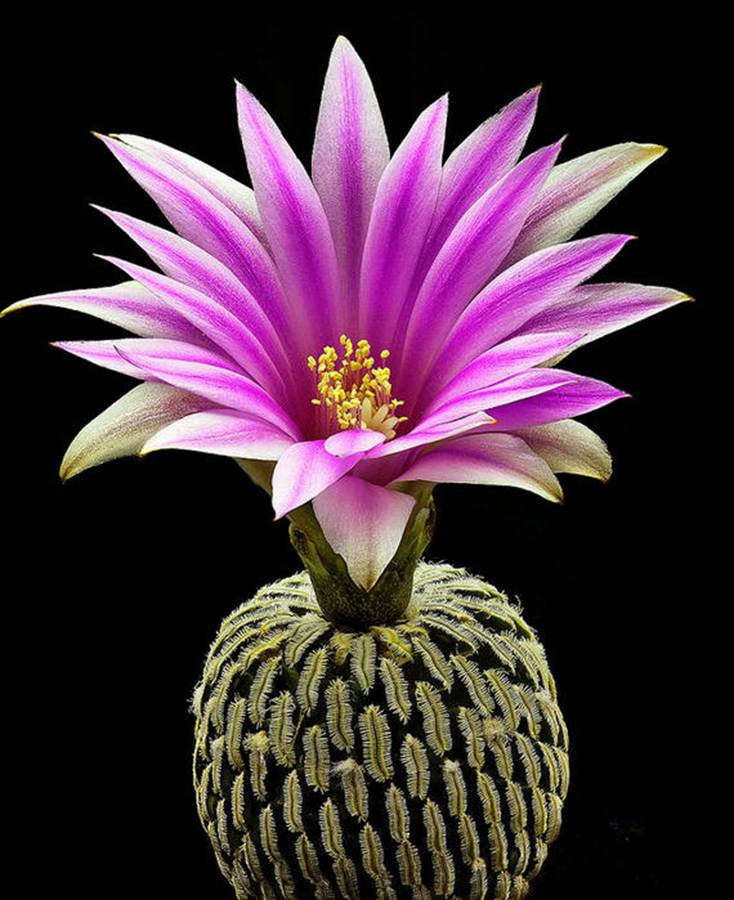 快来看：肉类植物：仙人球的花！喜欢的可下載！