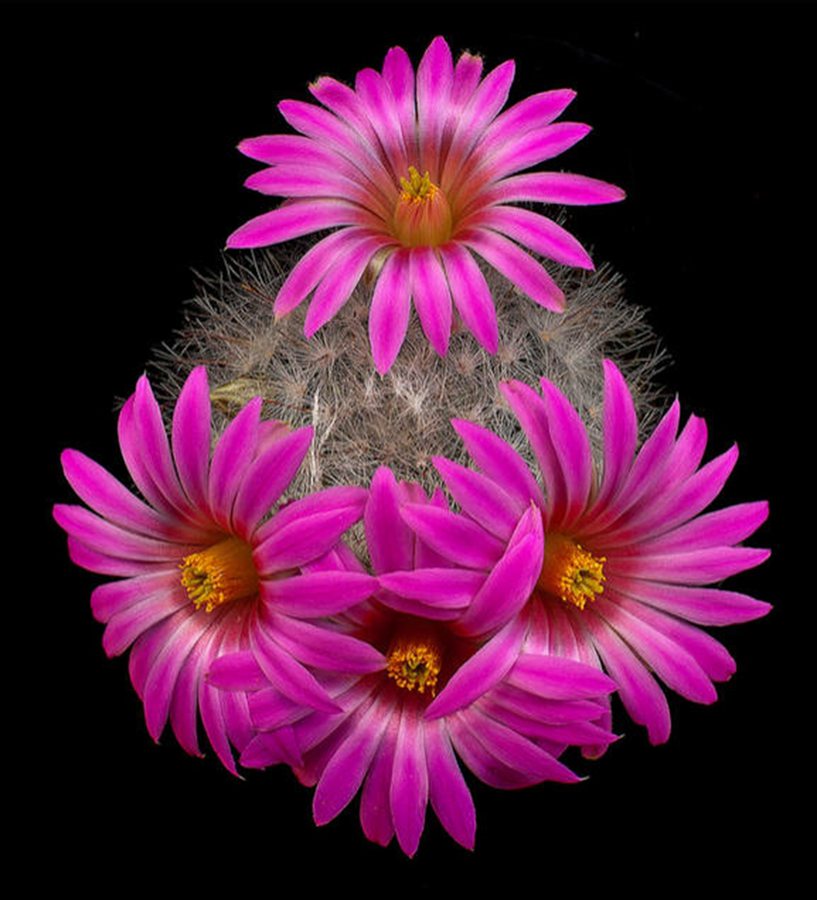 快来看：肉类植物：仙人球的花！喜欢的可下載！