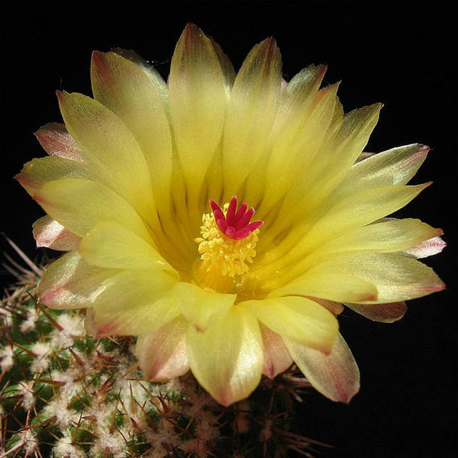 快来看肉类植物仙人球的花喜欢的可下载