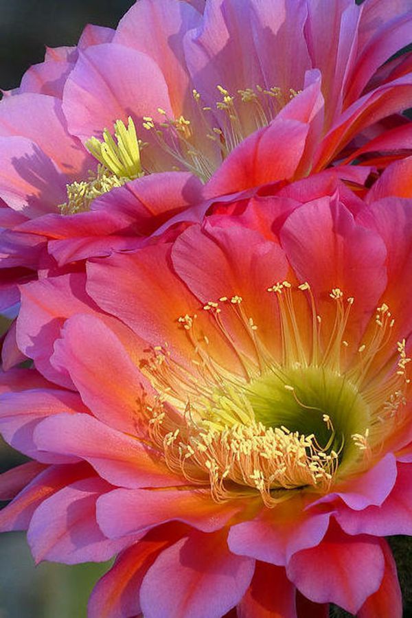 快来看：肉类植物：仙人球的花！喜欢的可下載！