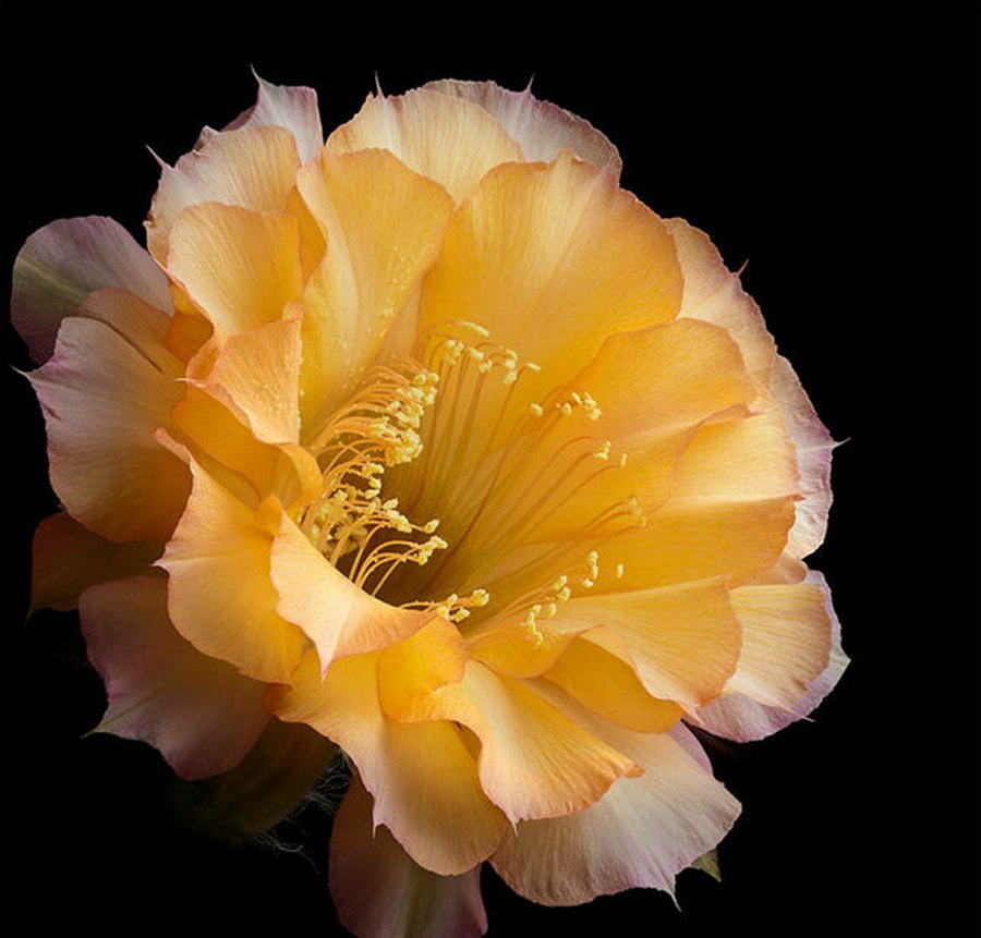 快来看：肉类植物：仙人球的花！喜欢的可下載！