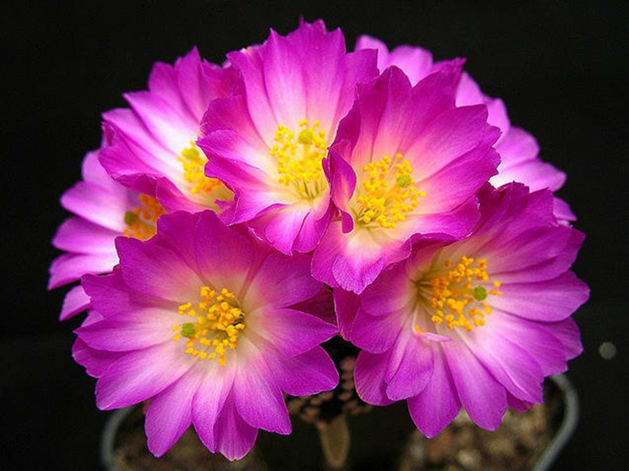 快来看：肉类植物：仙人球的花！喜欢的可下載！