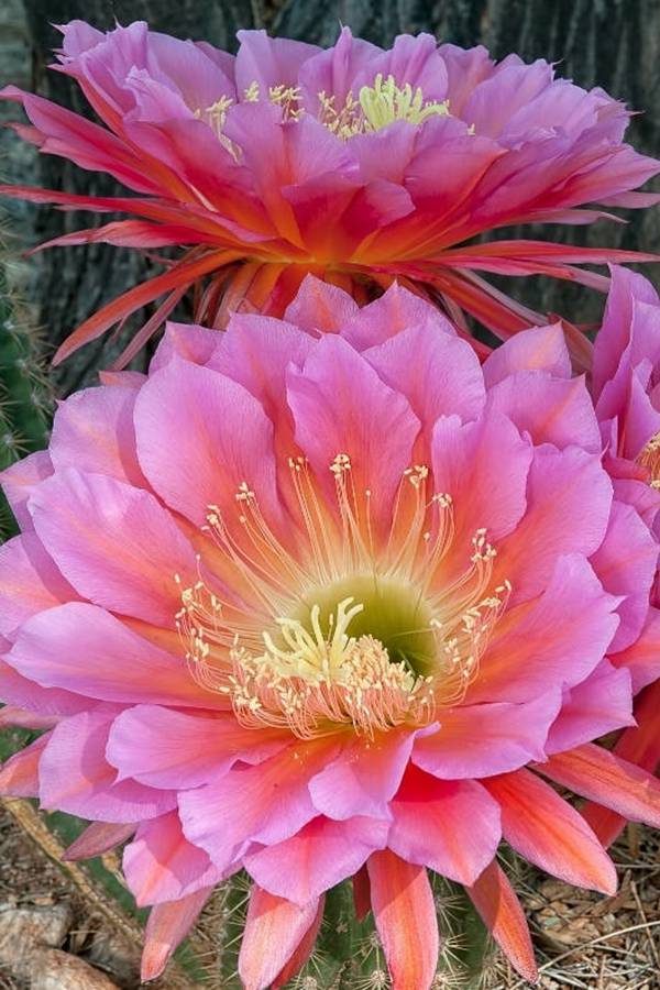 快来看：肉类植物：仙人球的花！喜欢的可下載！