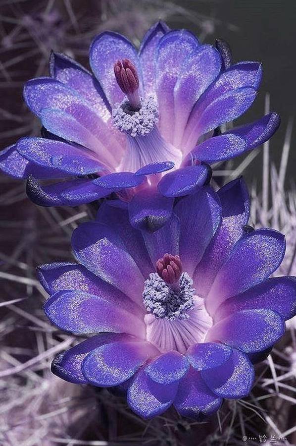 快来看：肉类植物：仙人球的花！喜欢的可下載！