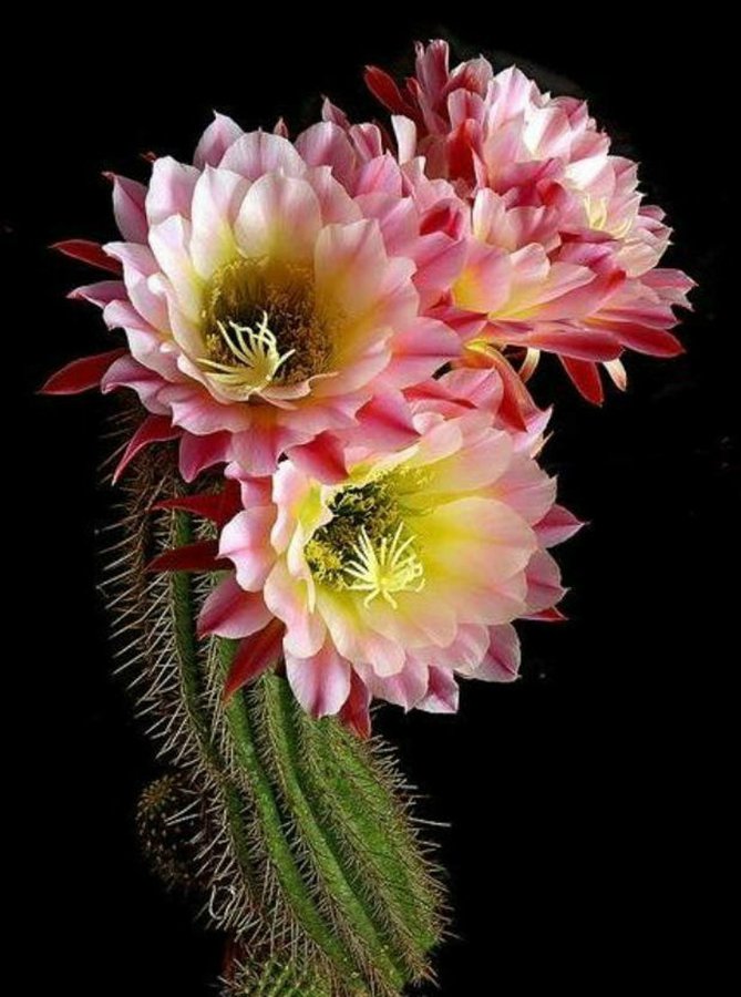 快来看：肉类植物：仙人球的花！喜欢的可下載！