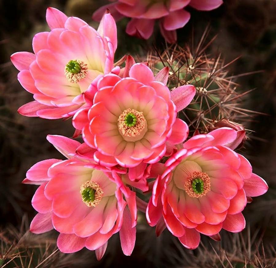 快来看：肉类植物：仙人球的花！喜欢的可下載！