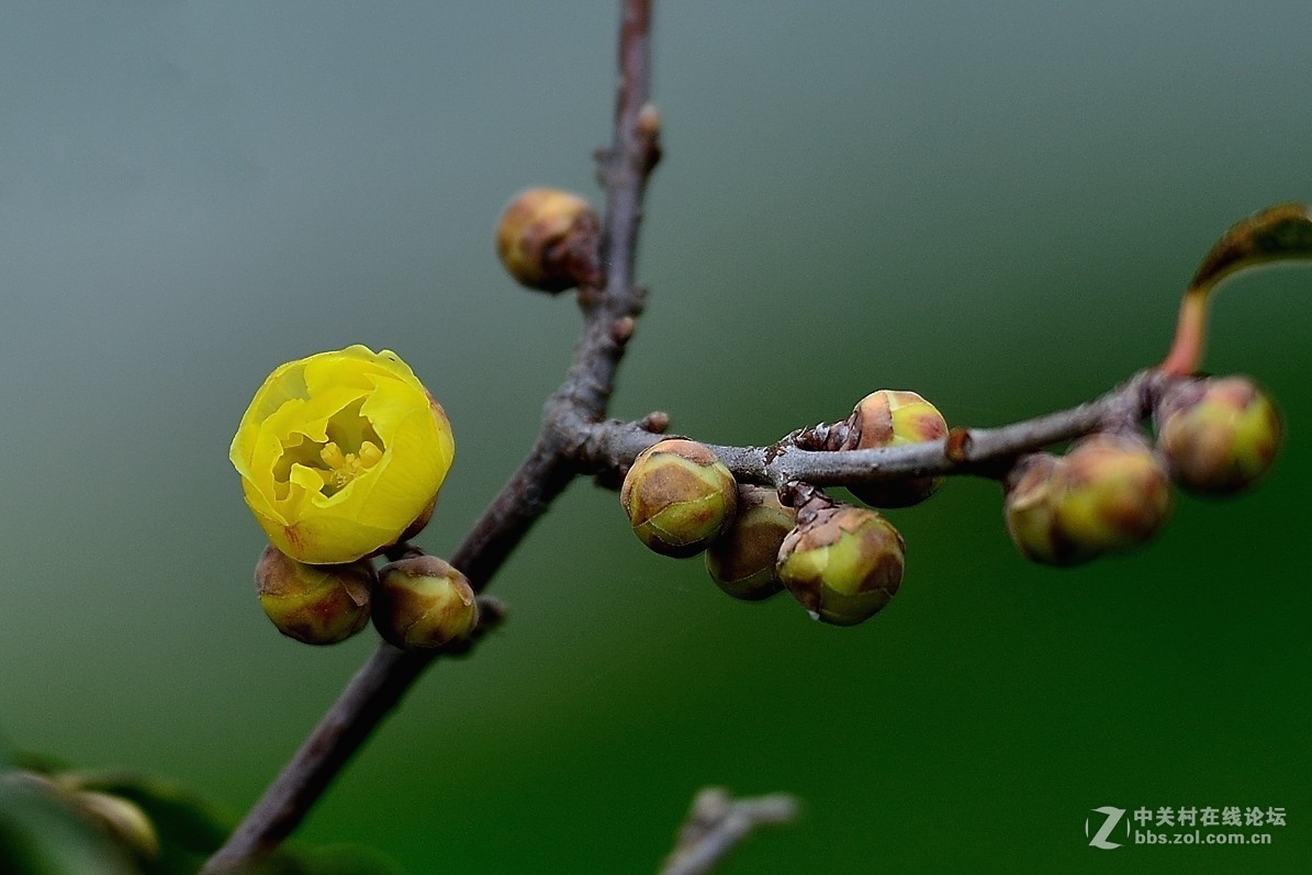#版主坐堂#小五星空(中国)2017年十二月精品荟萃