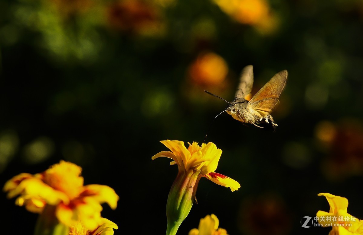 #版主坐堂#小五星空(中国)2017年十二月精品荟萃