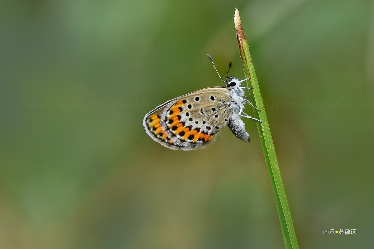 #版主坐堂# 2017年12月份微距星空(中国)优秀作品汇编