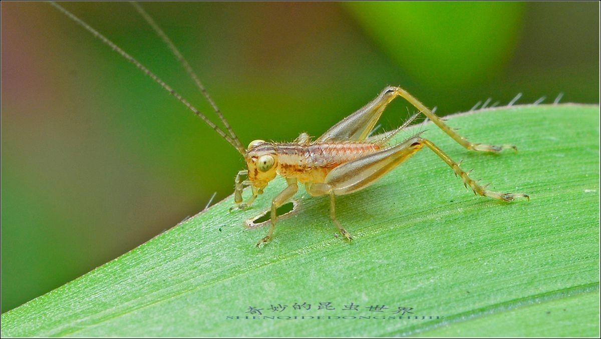 #版主坐堂# 2017年12月份微距星空(中国)优秀作品汇编
