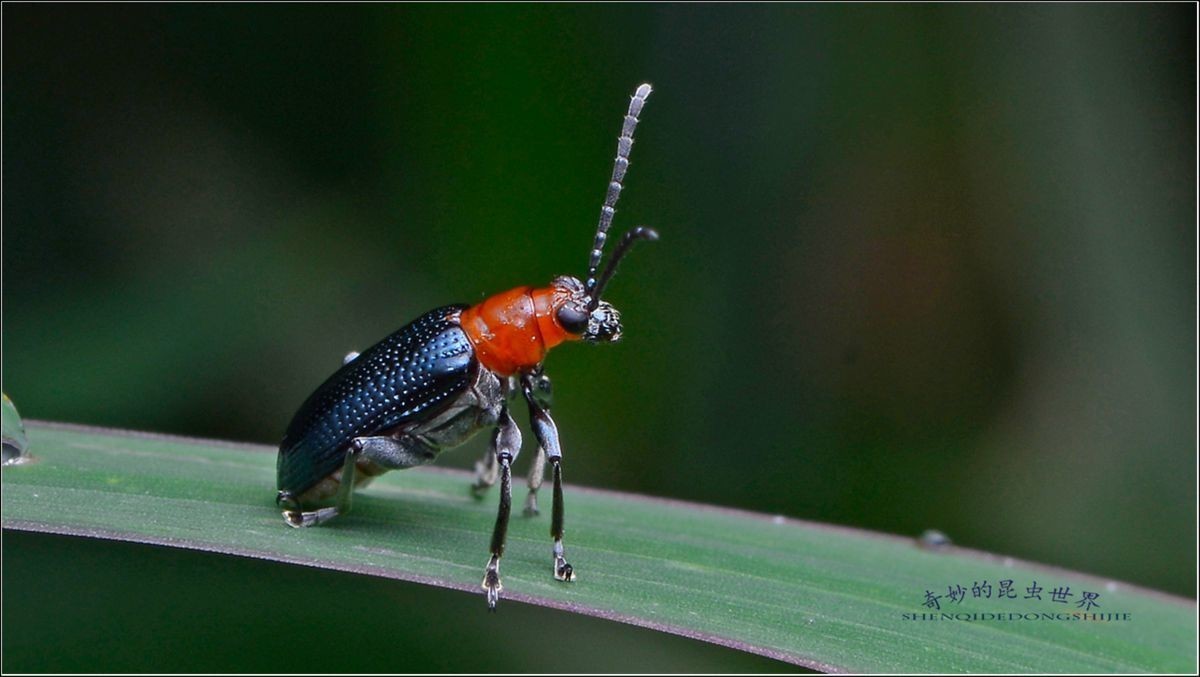 #版主坐堂# 2017年12月份微距星空(中国)优秀作品汇编