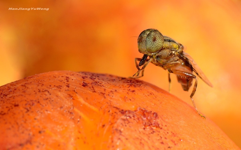#版主坐堂# 2017年12月份微距星空(中国)优秀作品汇编