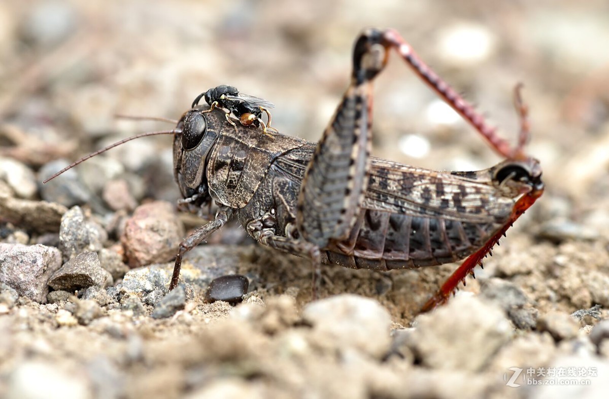 #版主坐堂# 2017年12月份微距星空(中国)优秀作品汇编