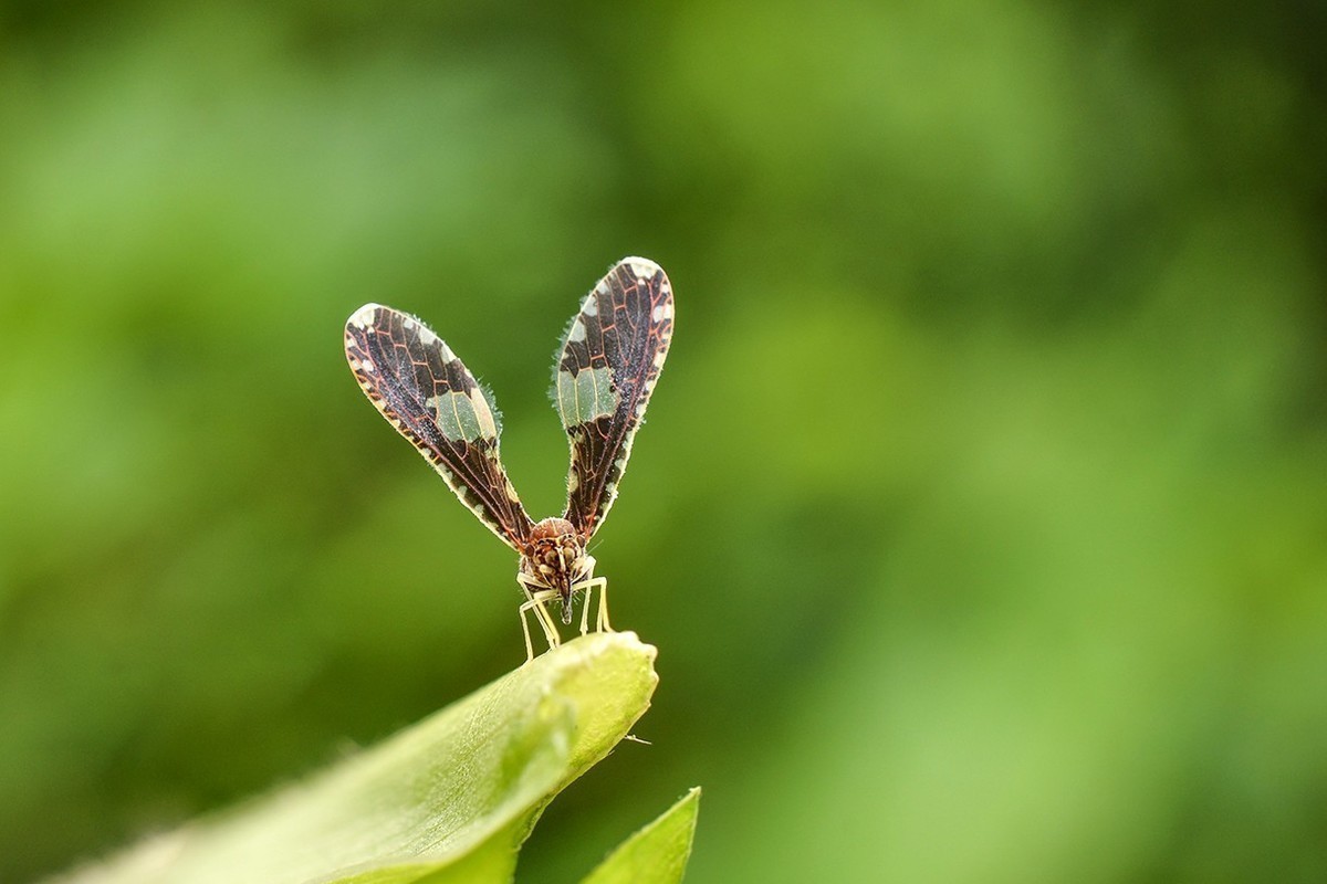 #版主坐堂# 2017年12月份微距星空(中国)优秀作品汇编