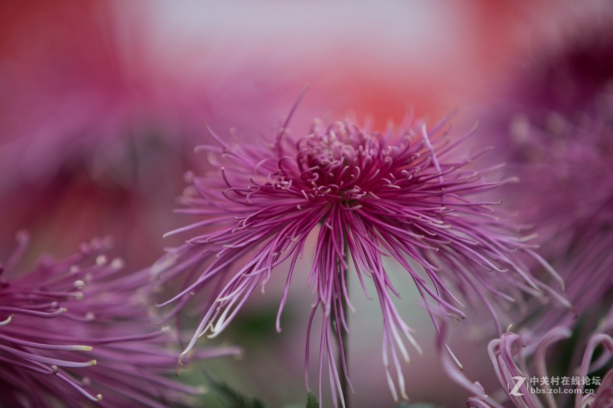 赏菊
