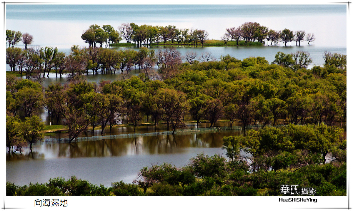 魅力东北向海湿地吉林通榆