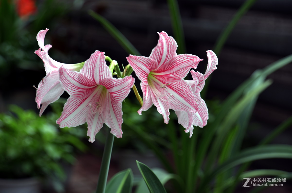 镜中花（试机照）