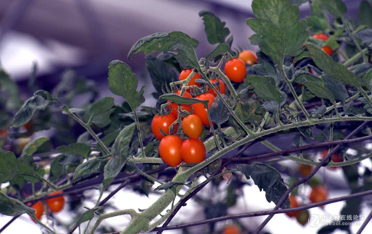 镜中花（试机照）