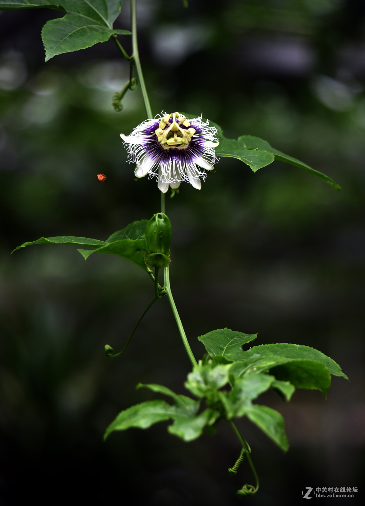 镜中花（试机照）