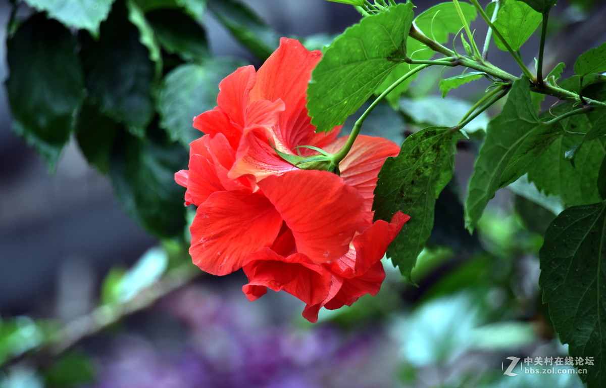 镜中花（试机照）