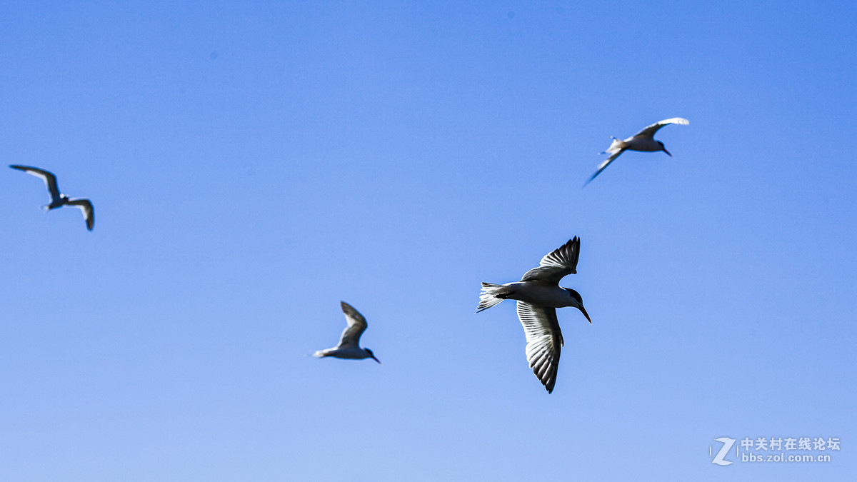 #ZOL月赛-记录最后的2015#乐游西海岸1