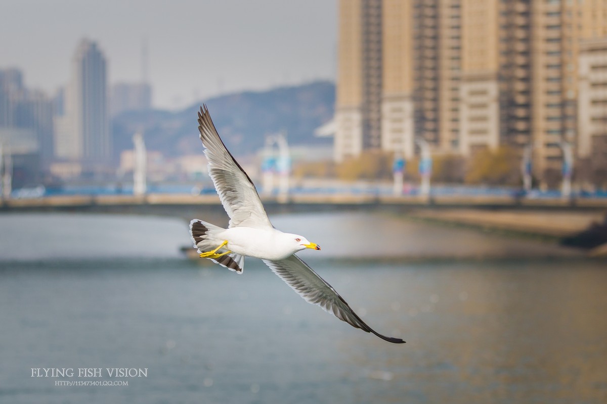飞翔的海鸥、漂流瓶......