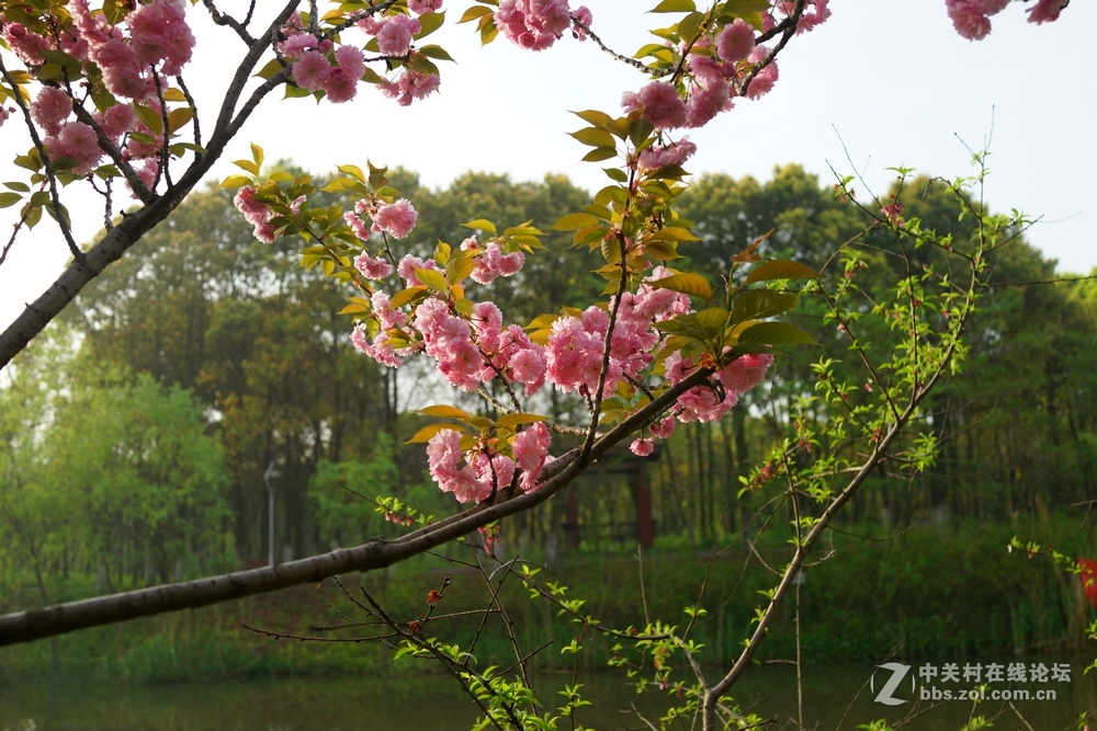顾村的樱花，杂拍
