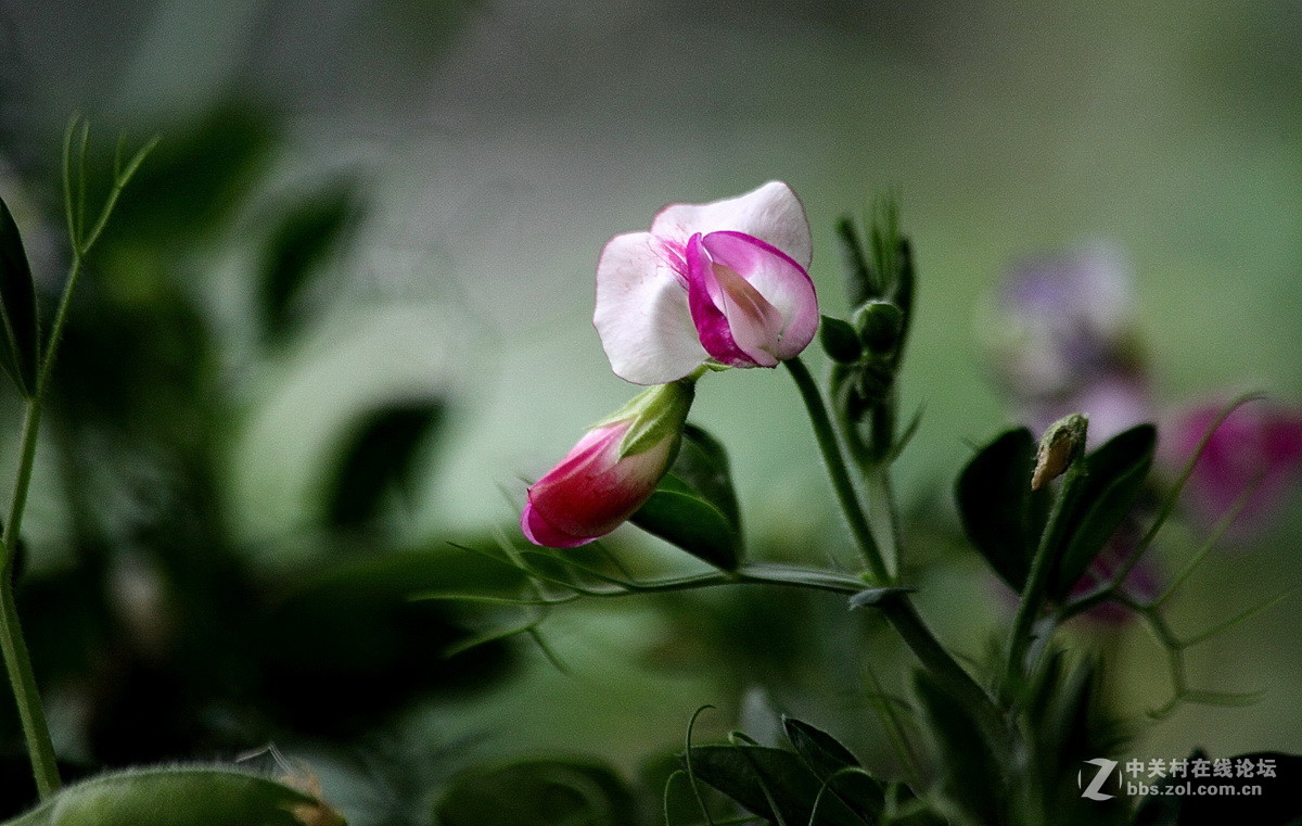 豌豆花