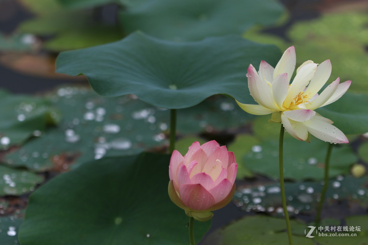 7D2配小白拍荷花