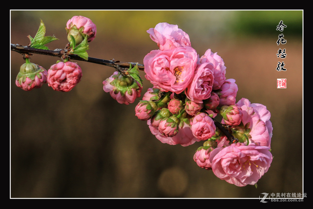 春花怒放   （佳能18-135mm STM狗头不错）