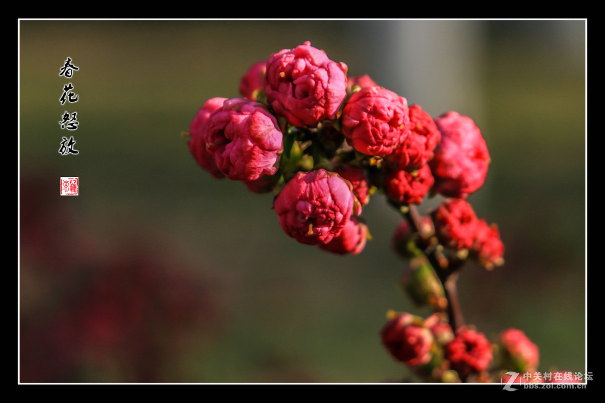春花怒放   （佳能18-135mm STM狗头不错）