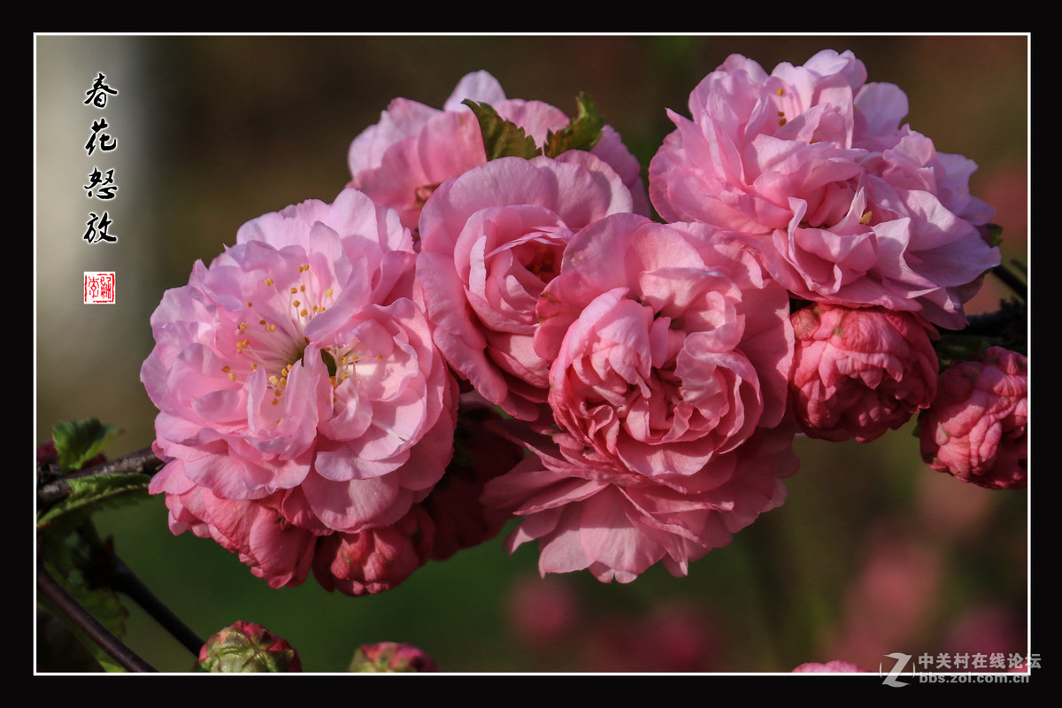春花怒放   （佳能18-135mm STM狗头不错）