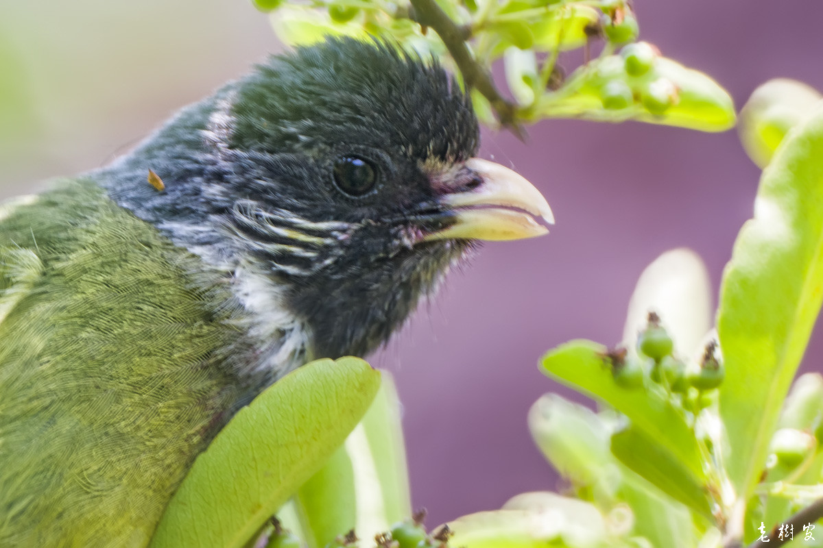 白颊噪鹛绿鹦嘴鹎麻雀