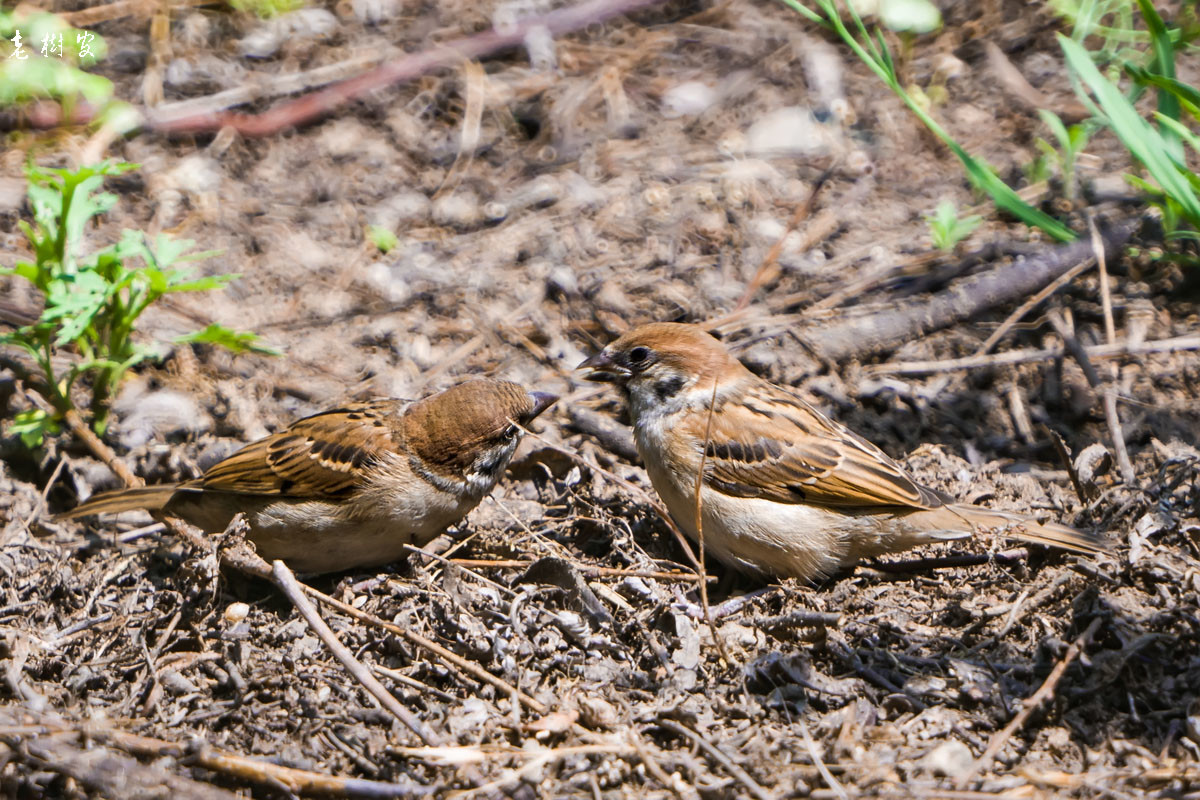 白颊噪鹛绿鹦嘴鹎麻雀