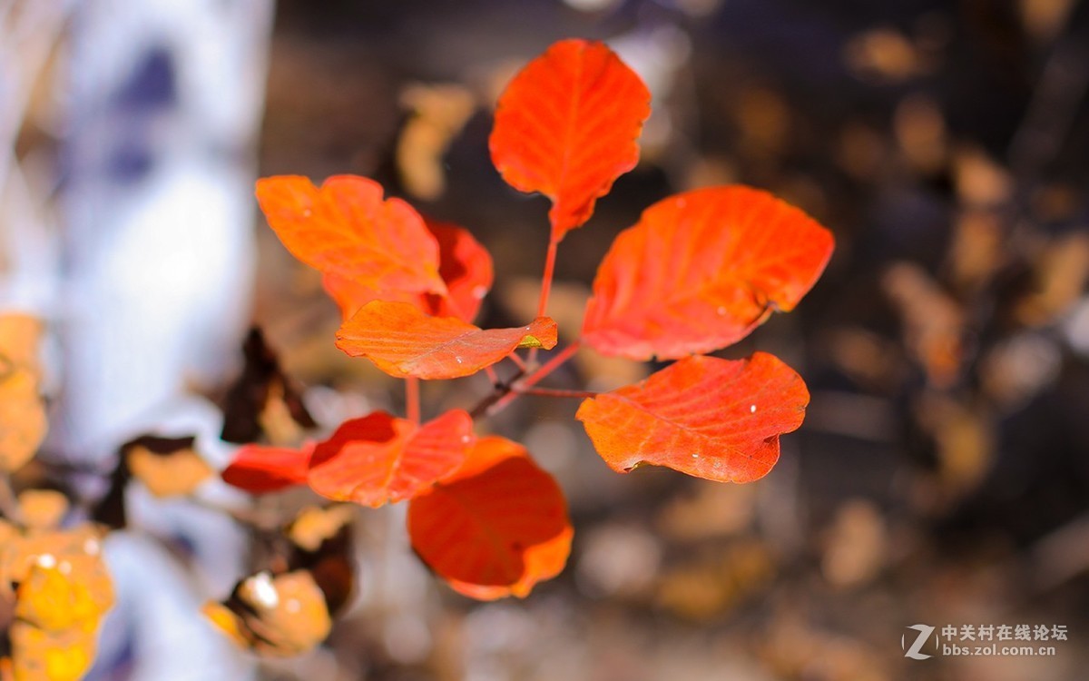 北京美丽的金秋