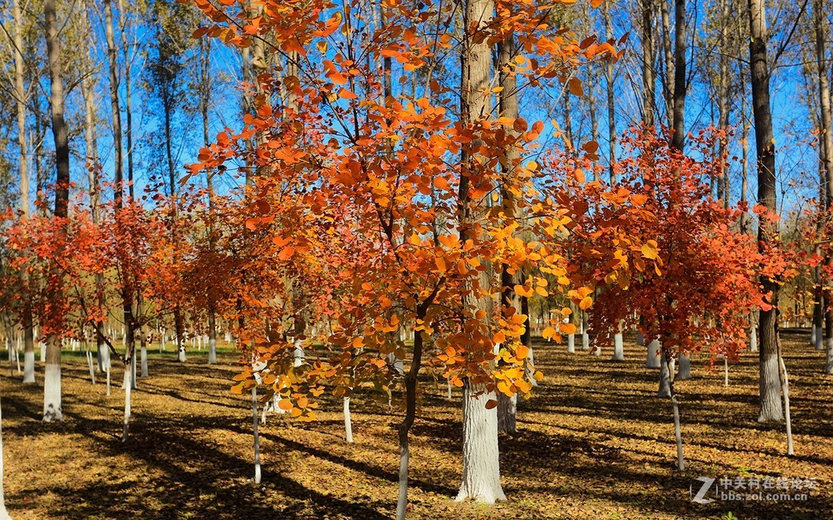 北京美丽的金秋