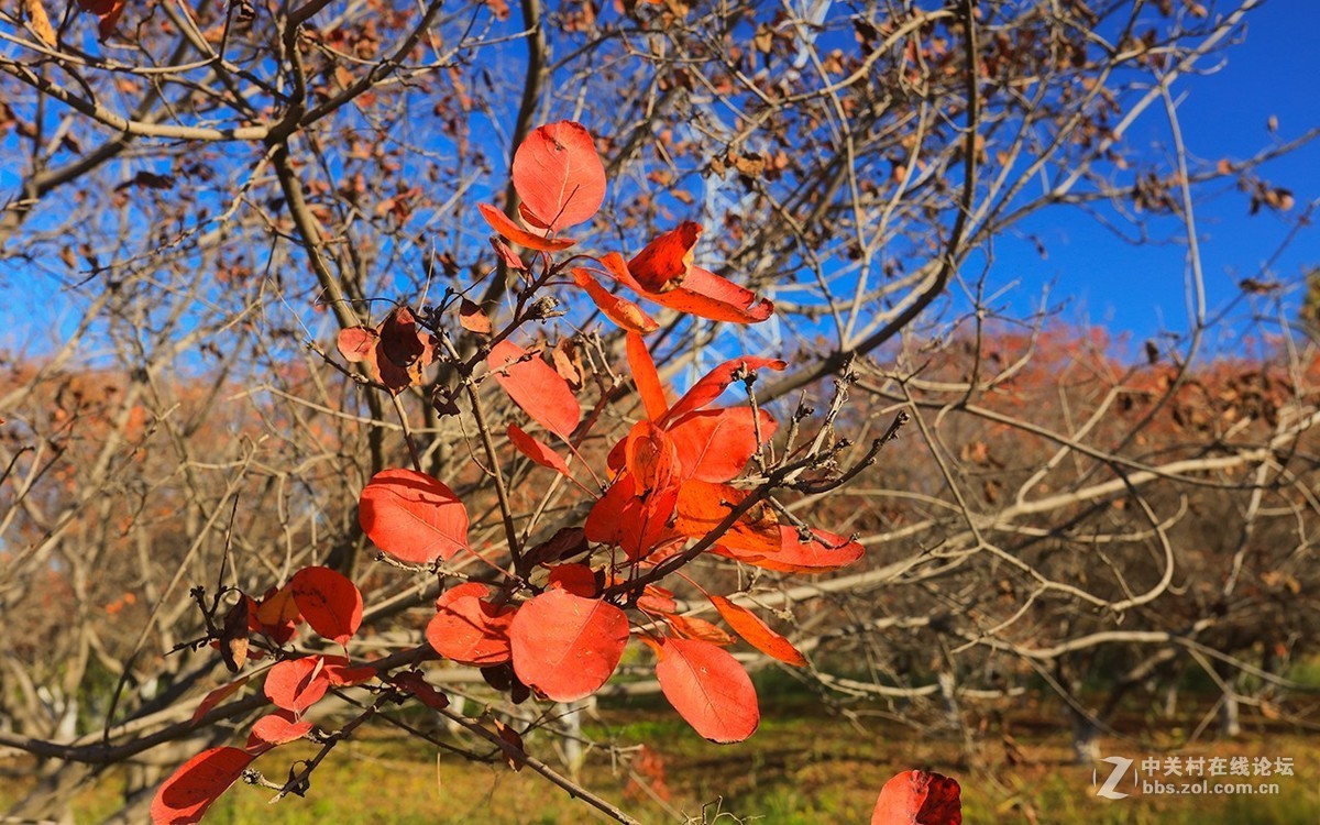 北京美丽的金秋