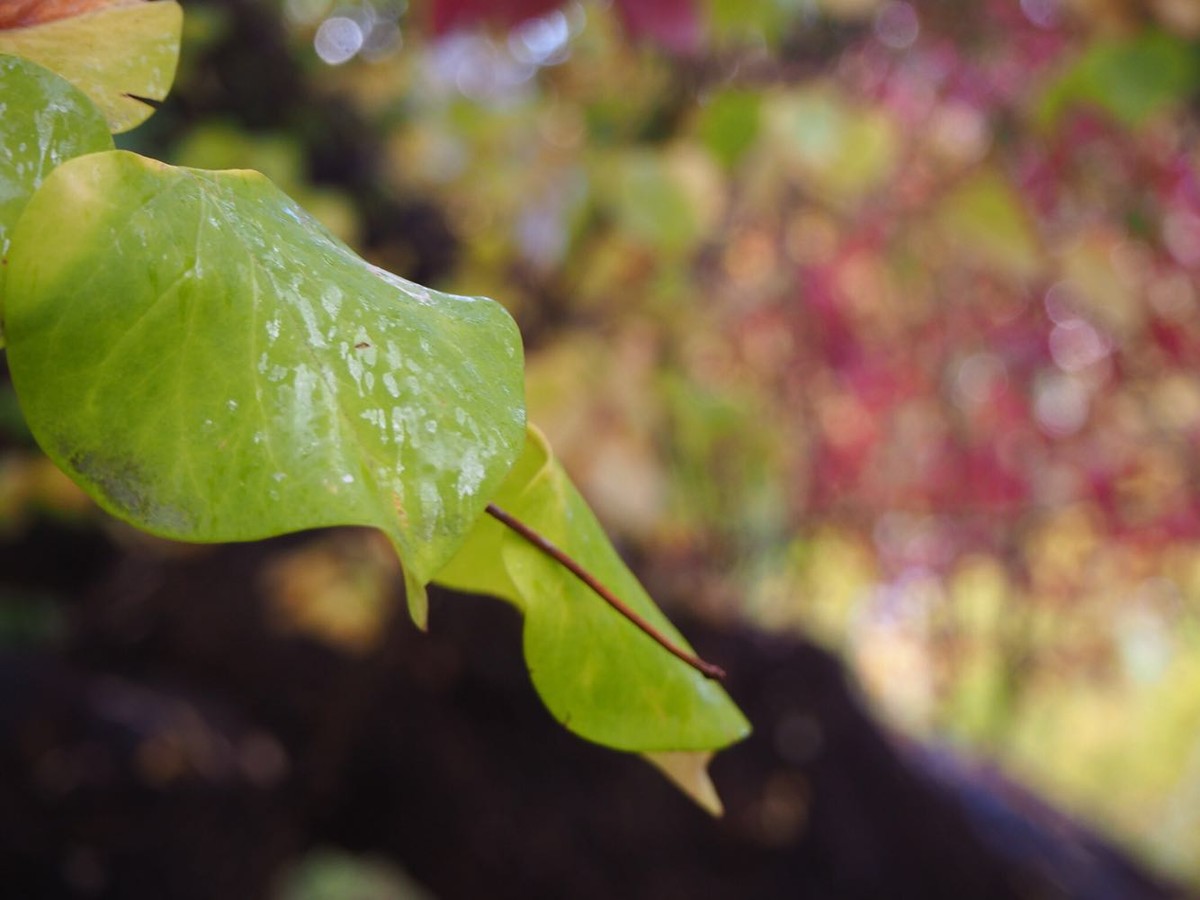 奥林巴斯E-M10II随手拍