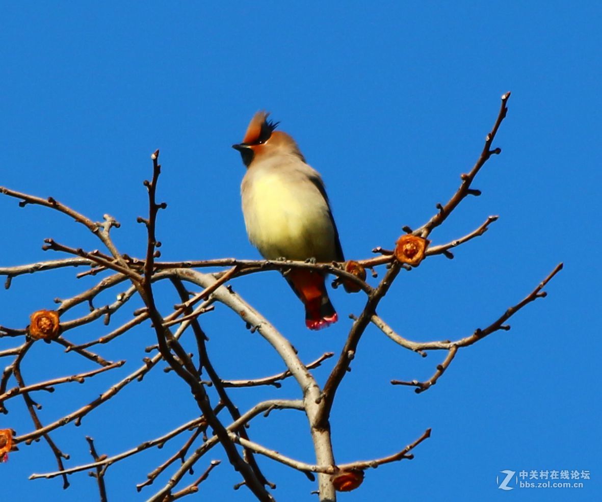 太平鸟路过河北邯郸，好友点评。